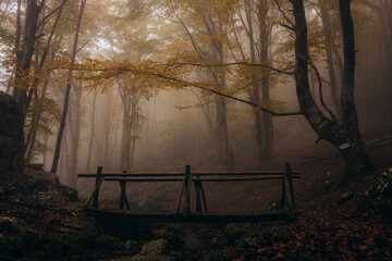 Dense fog in dark forest at autumn. Wood bridge on focus. Beautiful landscape of nature. Light coming through the trees. High quality photo