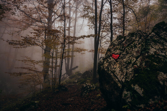 Red heart drawing on focus.Dense fog in dark forest at autumn.Beautiful nature landscape.Light coming through the trees. High quality photo