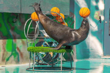 Portrait of a sea lion with balls