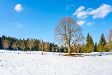 Fototapeta na wymiar Deciduous treen on the winter meadow