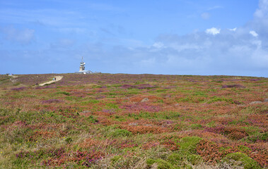 Colorful blooming flower carpet near Pointe du Raz, Brittany, France