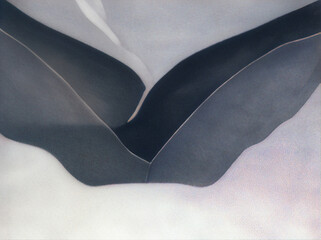 white feather on blue background