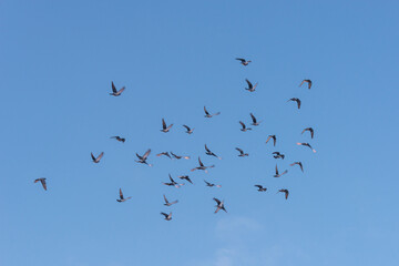 Birds fly in a flock across the sky.