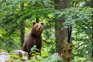 Fototapeta na wymiar Brown bear - close encounter with a wild brown bear, searching for food and eating in the forest and mountains of the Notranjska region in Slovenia