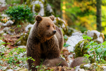 Fototapeta premium Wild brown bear mother with her cubs walking and searching for food in the forest and mountains of the Notranjska region in S