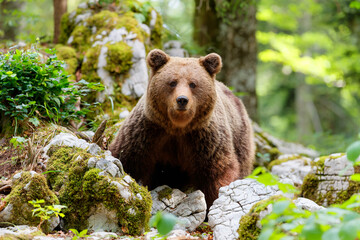 Naklejka premium Brown bear - close encounter with a wild brown bear, searching for food and eating in the forest and mountains of the Notranjska region in Slovenia