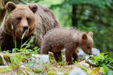 Wild brown bear mother with her cubs walking and searching for food in the forest and mountains of the Notranjska region in S