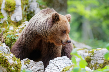 Brown bear - close encounter with a  wild brown bear, searching for food and eating in the forest...