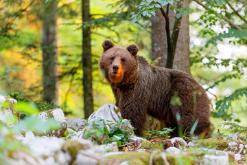 Obraz na płótnie Canvas Brown bear - close encounter with a wild brown bear, searching for food and eating in the forest and mountains of the Notranjska region in Slovenia