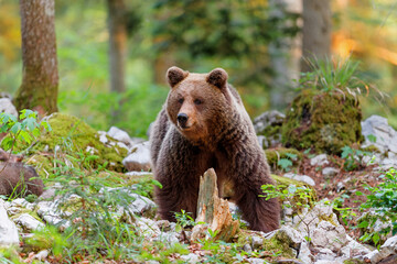 Brown bear - close encounter with a  wild brown bear, searching for food and eating in the forest and mountains of the Notranjska region in Slovenia