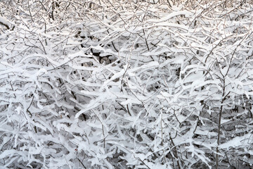 Fototapeta premium Thickets of bushes in the snow. Copy space.