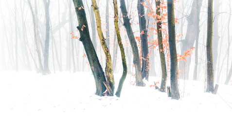 Winter snowy forest scenery. Foggy snowy forest during the thaw.