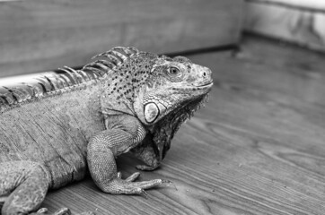Close-up black and white portret of a green iguana indoors