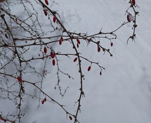 red berries on the snow, barberry bush in winter snow, red and white, bare bush branches covered with snow, winter nature background 