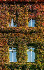 Detail of ivy growing around windows covering all facade, autumnal colours of red and orange