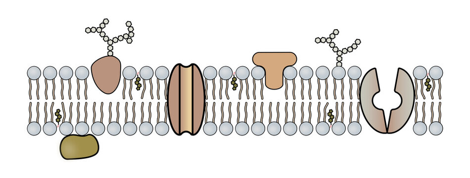 fluid mosaic model of cell membrane structure.  The image shows the bilayer with both intrinsic and extrinsic proteins.  Both channel and carrier protein are shown as well as cholesterol.  