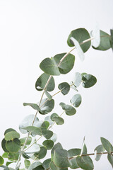 Eucalyptus branches on a light gray background close up. Copy space