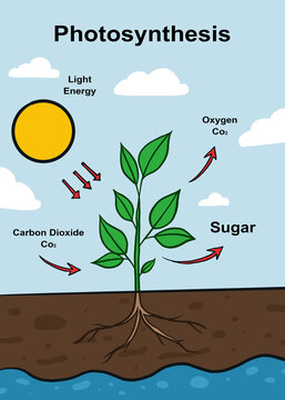 an easy to understand illustration of the photosynthesis process. a creative design for educational poster for print, presentation, and display.