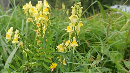 yellow field flowers, summer meadow bells flowers, Linaria vulgaris