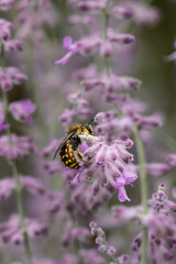 large woolly bee on a blue-rimmed plant in summer