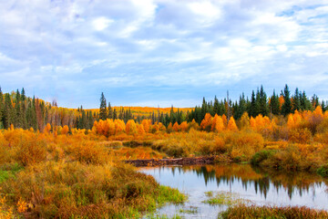 autumn in the forest