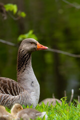 Adult domestic goose in the grass with young chicks