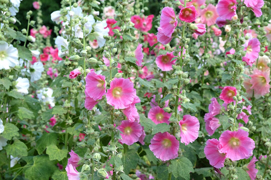 Colourful hollyhocks, Alcea rosea, in flower during the summer months