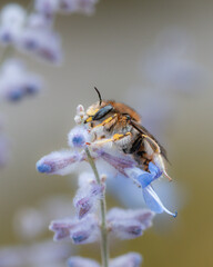 large woolly bee on a blue-rimmed plant in summer