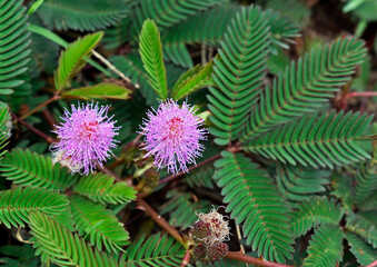 Sensitive plant or sleepy plant flowers (Mimosa pudica)