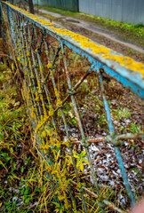 Lichen on a metal fence