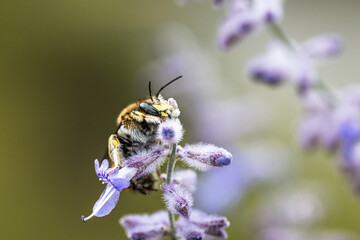 large woolly bee on a blue-rimmed plant in summer