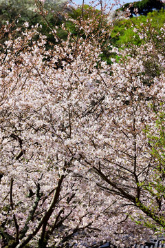 Photo for background material of cherry blossoms in full bloom that fills the screen