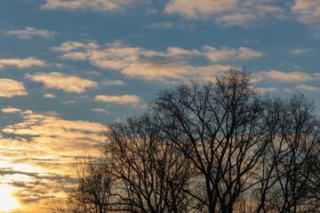 Branches of a tree without leaves at sunrise (sunset).