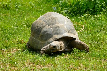 Tortue géante mangeant de l’herbe 