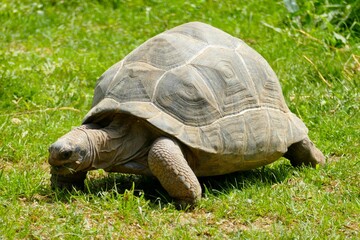 Tortue géante mangeant de l’herbe 