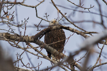 An Adult Bald Eagle on a Tree