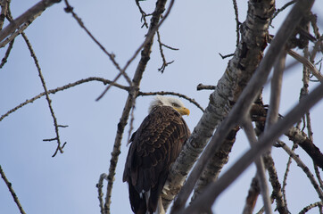An Adult Bald Eagle on a Tree