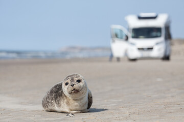 Seal and camper on the Danish North Sea coast