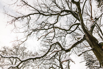Winter in spruce forest, spruces covered with white fluffy snow. Selective focus.