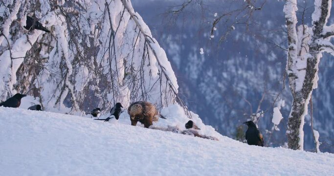 Landscape view with golden eagle eating on a dead animal in mountains at winter