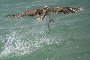 Osprey with a Sword fish catch