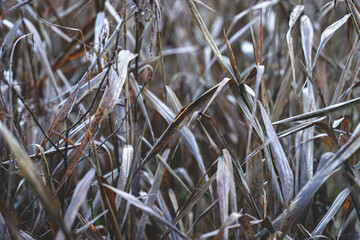 background of dry wilted yellow brown grass or reeds