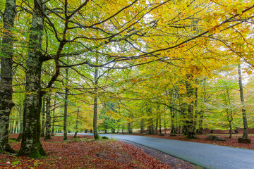 Naklejka premium Urbasa beech forest. Navarra 