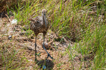 The limpkin (Aramus guarauna)