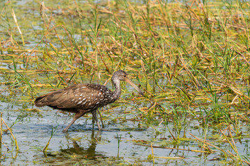 The limpkin (Aramus guarauna)