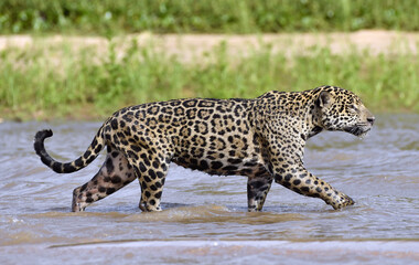 Jaguar walks on water. Side view.  Panthera onca. Natural habitat. Cuiaba river,  Brazil