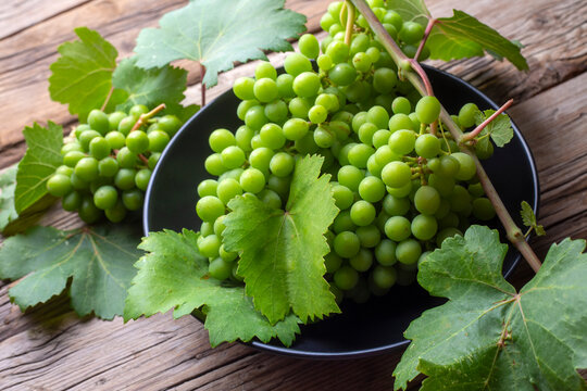 Unripe green grapes, grapevine with leaves (Turkish name; koruk)