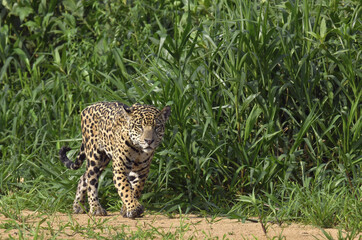Fototapeta na wymiar Jaguar walking along the sandy river bank. Front view. Panthera onca. Natural habitat. Cuiaba river, Brazil