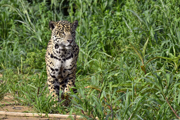 Sitting jaguar. Front view, green natural background . Panthera onca. Natural habitat. Cuiaba River, Brazil.