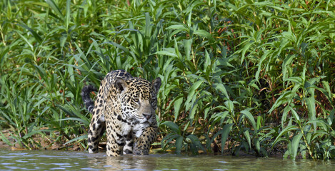 Jaguar walks on water. Front view. Green natural background.  Panthera onca. Natural habitat. Cuiaba river,  Brazil